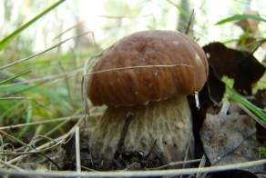 Грибное место