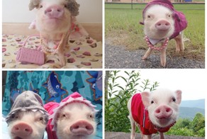 Модные свинки 