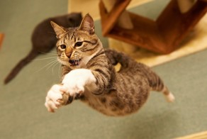 МОЙ КОТ В ЗЕРКАЛЕ ШКОЛЬНОЙ ФИЗИКИ