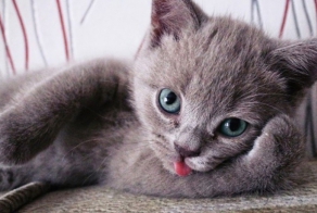 Смешные коты с языками наружу