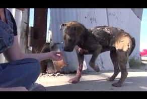 Девушка спасла собаку от гибели