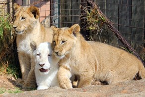 Первая прогулка львов-тройняшек