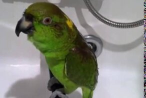 Говорящий попугай Микеша который еще и поет