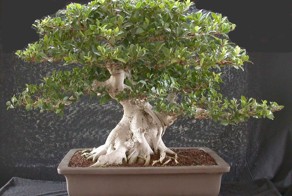 Искусство бонсай