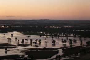 Нашествие пауков в Австралии