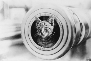 Котейки Первой мировой