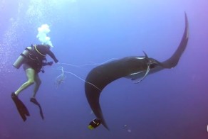 Дайверы спасли морского дьявола