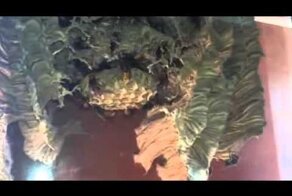 Неожиданный сюрприз на даче