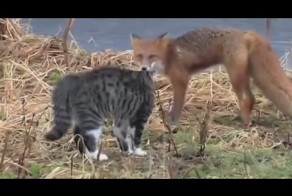 Кот против Лисы