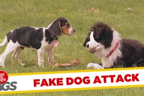 Троллинг от плюшевой собаки