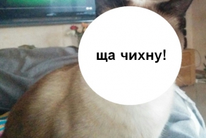 Фото кота за секунду до того как он чихнул