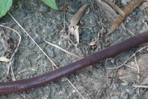 Австралийский гигантский дождевой червь (лат. Megascolides australis)