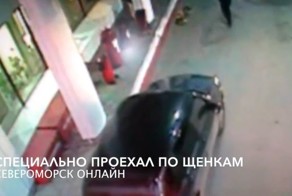 Начальник Рыбнадзора специально раздавил щенков