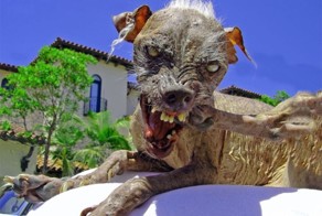 Собаки рекордсмены  