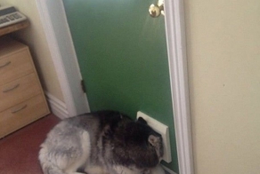 Чем занимаются собаки, когда хозяев нет дома )))