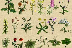 Язык растений