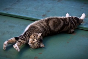 Потягушки у котЭ