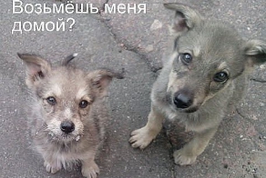 История о доброт