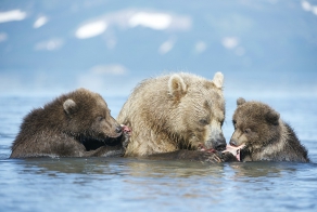 Медвежий ужин