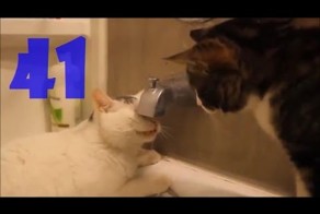 Смешные кошки