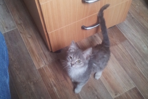 Неожиданный гость