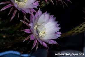 Как распускается цветок кактуса