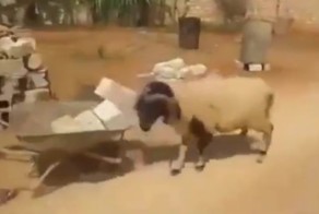 Агрессивный баран против тачки