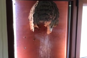 Осы свили гнездо на стеклянной двери