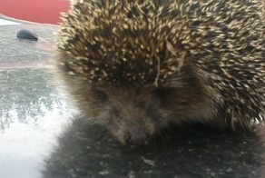 Кто говорил, что "ни дать - ни взять"?