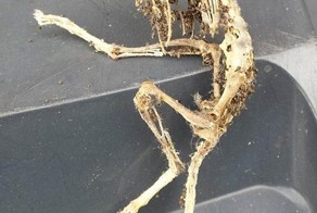 Скелет чужого