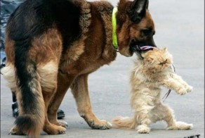 Кто умнее: кот или собака?