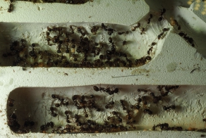 Самый секретный роддом мира