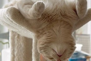 Давно у нас котиков небыло