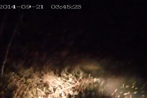 Поймал обочину