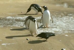 Интеллектуальный поединок пингвина и ворона )))