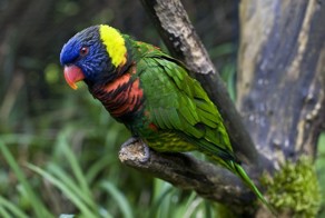 Самые красивые птицы планеты