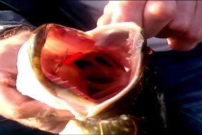 Вчера на щуку ездили.