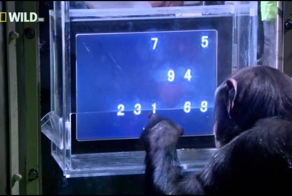 Человек-венец природы?