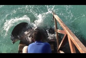 На Мальдивах огромные скаты едят с рук и дают себя погладить