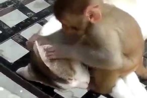 Обезьяна не дает коту спать