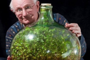 Растение уже более 50 лет живет в закупоренной бутылке