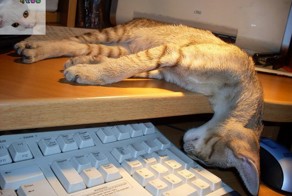 Ещё немного о котах и кошках...