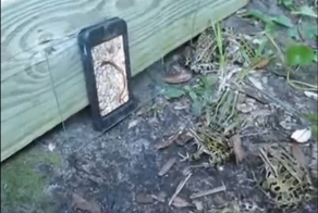 Лягушки смотрят свой любимый канал про червяка