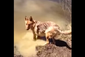 Хозяин, я хочу купаться!