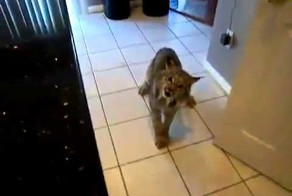 Как злится рысь