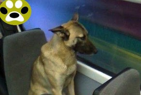 Собака ездит на общественном транспорте. Дай Лапу 