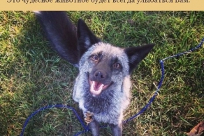 Просто позитивный пост о лисе