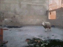 Нападение барана