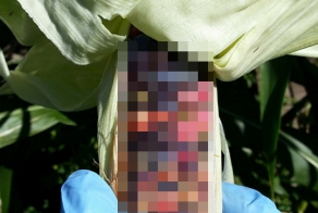 Тает во рту, а не в руках...