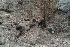 Под Донецком обнаружены захоронения мирных жителей